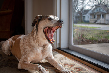 Dog yawns while laying in front of door