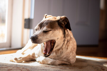 Old dog yawns while sunbathing in front of an open door