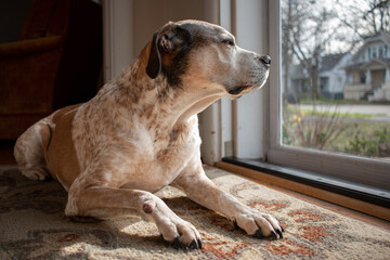 Dog looking out the front door while laying on a rug - Powered by Adobe