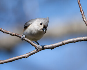 Tufted Titmouse on a branch
