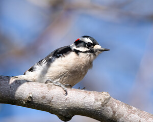 Male Downy Woodpecker on a branch.