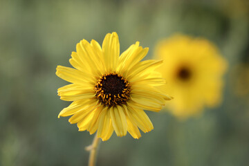 Obraz premium yellow flower
