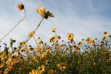 field of flowers