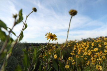 Fototapeta premium field of sunflowers against blue sky