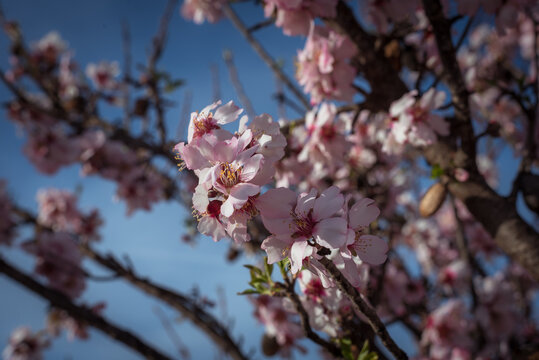 Almendro en flor 
