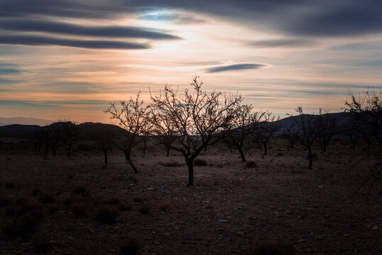 Atardecer entre almendros