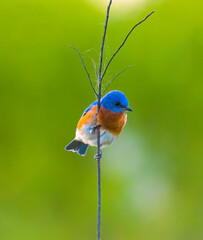 EASTERN BLUEBIRD