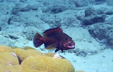 Peacock Grouper on the reef