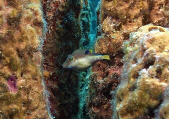 Caribbean Sharpnose Pufferfish in sponge colony