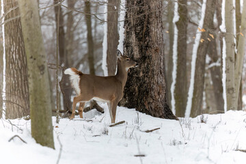 The white-tailed deer (Odocoileus virginianus), also known as the whitetail or Virginia deer in snowy forest