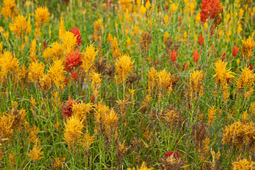 The brightly colored yellow, red and green flowers are perfect for a background.
