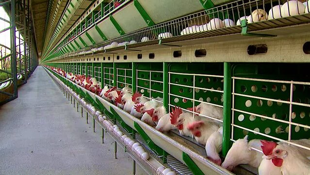 Row of laying hens in cages eating feed in a poultry shed