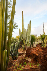 Saguaro Cactus in a Cactus Garden with various species of Cactus