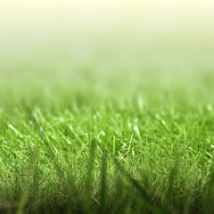 Green grass field