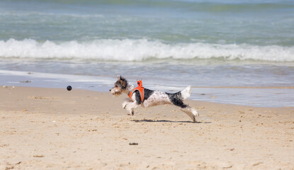 A small white and black dog in a jump for the ball. Active dogs. Playful dogs. Leisure on the beach