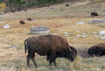 Bison grazing in Yellowstone National Park in autumn. United States.