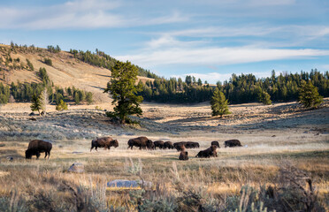Bison grazing in Yellowstone National Park in autumn. Setting sun casting long shadows on the landscape. United States.