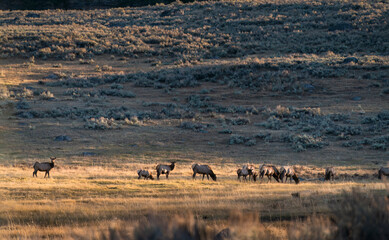 Fototapeta na wymiar Mule deer grazing on rolling hills. Yellowstone National Park at golden sunset. United States.