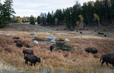 Bison drinking water from the waterhole at the end of day. Yellowstone National Park.
