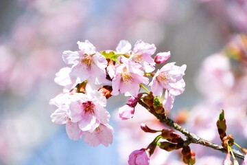 修善寺寒桜