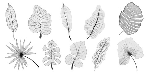Set of vector tropical leaves in grayscale, blank for design