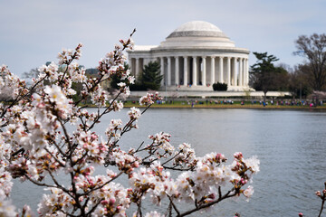 View of Jefferson Memorial during the 2016 National Cherry Blossom Festival