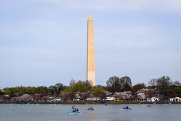 People pedal boating on the Tidal Basin in Washington DC