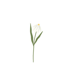 Fototapeta na wymiar white daisy 