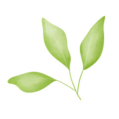 Obraz premium Green leaves 
