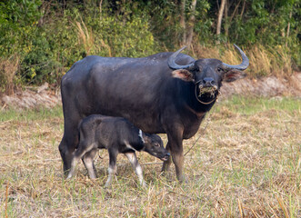 Naklejka na ściany i meble A water buffalo with a calf is grazing in a meadow near the village