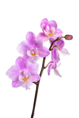 Fototapeta na wymiar ミニコチョウラン　Phalaenopsis petit-mini