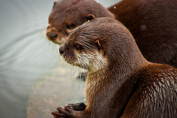 cute baby otters at a lake