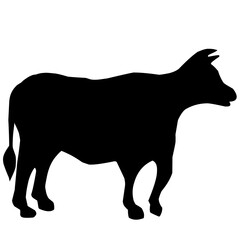 Qurban Cow Silhouette 