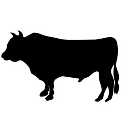 Qurban Cow Silhouette 