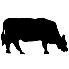 Qurban Cow Silhouette 