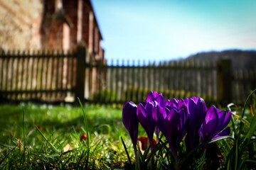 closeup of purple crocuses with a blurred background in spring