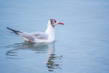 One Seagull, The European herring gull, swims on the calm lake shore in sunset
