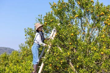 Women owner plantation checking quality tangerines before harvest and check market prices with tablet.Women harvesting product orange and contact customer order online on smartphone in orange orchard.