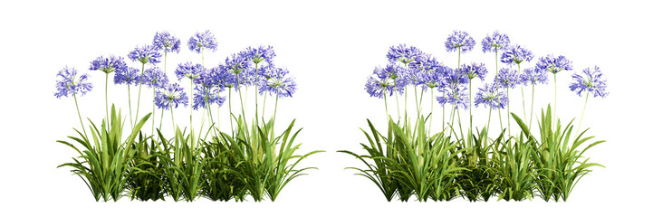 Obraz premium Flower isolated on white background