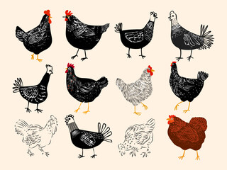 Set of chicken, rooster, hen poultry farm animal icon character hand drawn vector illustration.