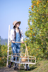 Women owner plantation checking quality tangerines before harvest and check market prices with tablet.Women harvesting product orange and contact customer order online on smartphone in orange orchard.