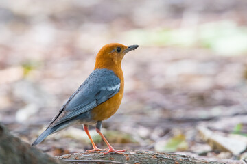 Orange-headed Thrush in our garden.