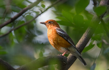 Orange-headed Thrush in our garden.
