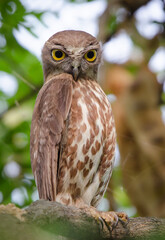 Brown Boobook or Brown Hawk owl on a branch.