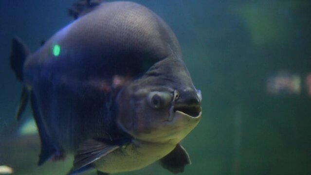Black giant pacu swimming peacefully in aquarium. Elegant black pacu fish swimming in spacious tank