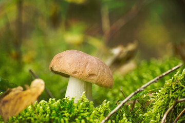 Cep or Boletus Mushroom growing on lush green moss