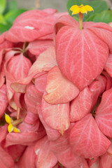 close up of pink flower Mussaenda philippica with small yellow flower in the middle. planted in the yard of the house as decoration