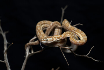 Papuan & Coastal Carpet Python (Morelia spilota)