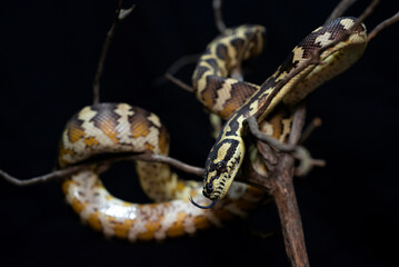 Papuan & Coastal Carpet Python (Morelia spilota)