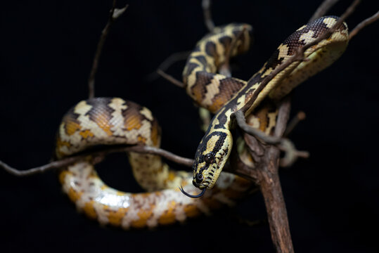 Papuan & Coastal Carpet Python (Morelia spilota)